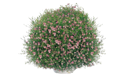 Gypsophila